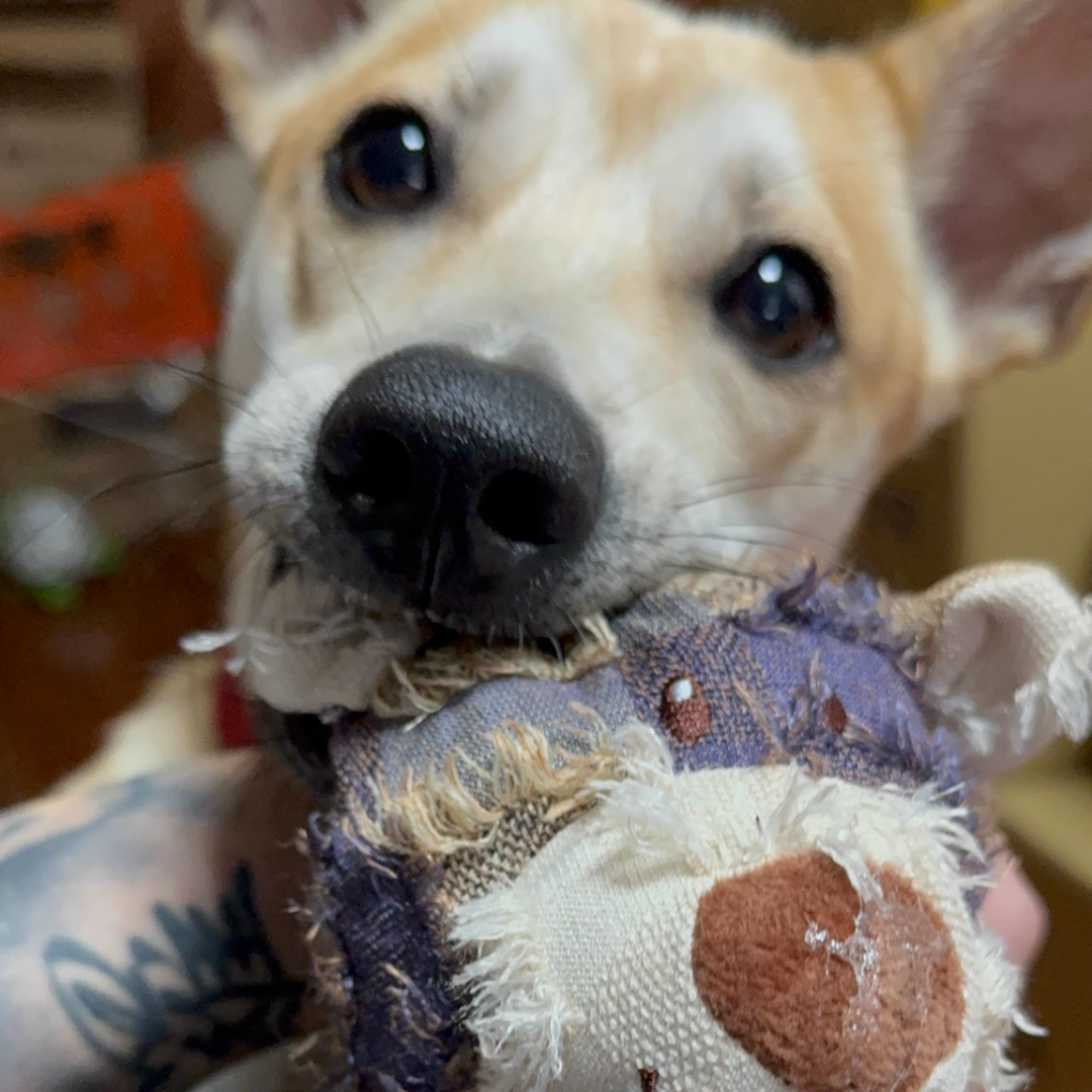 Beggar Bear – The Tough & Cuddly Squeaky Toy for Happy Pups