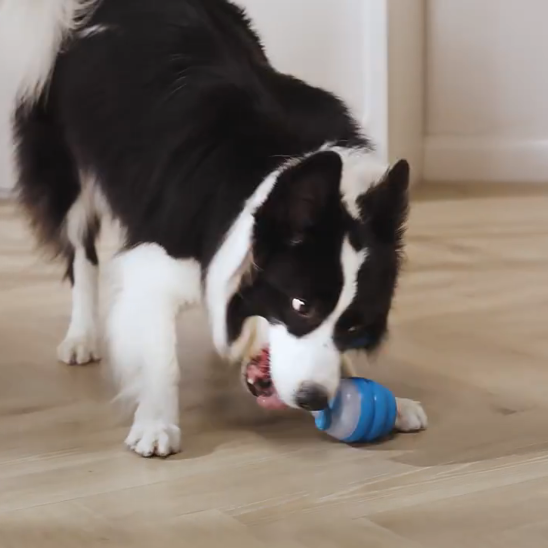 border collie playing with smart tail interactive dog toy