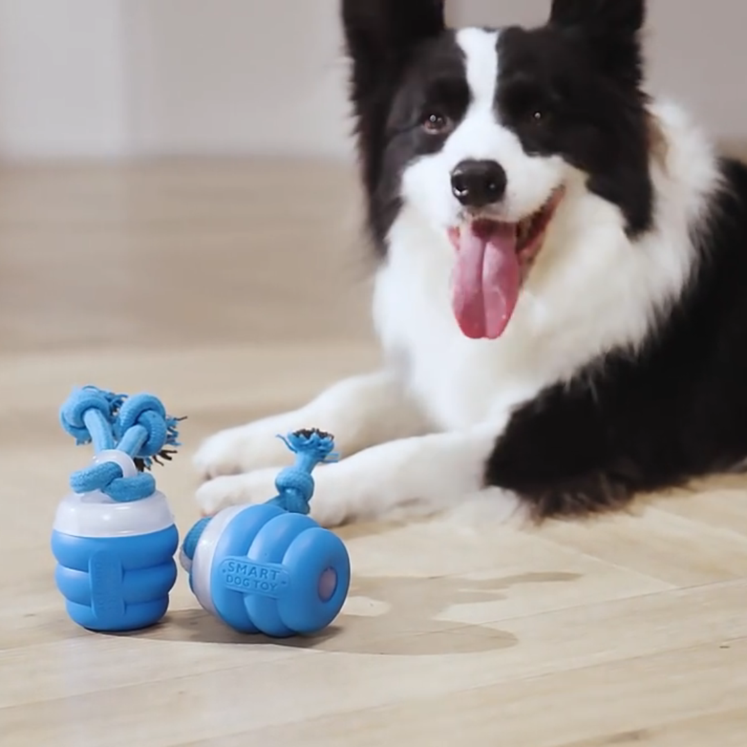 border collie playing with smart tail interactive dog toy
