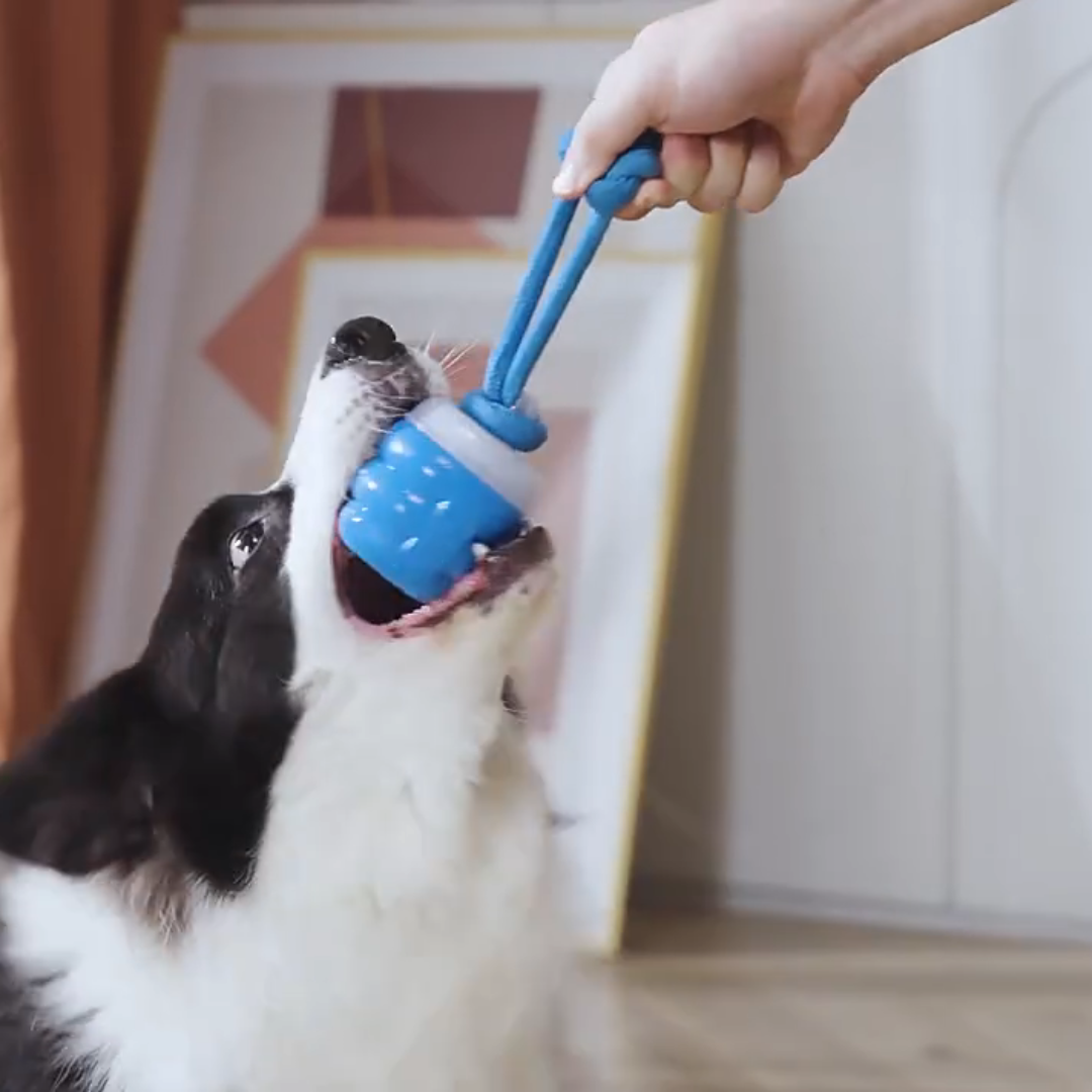 border collie playing with smart tail interactive dog toy