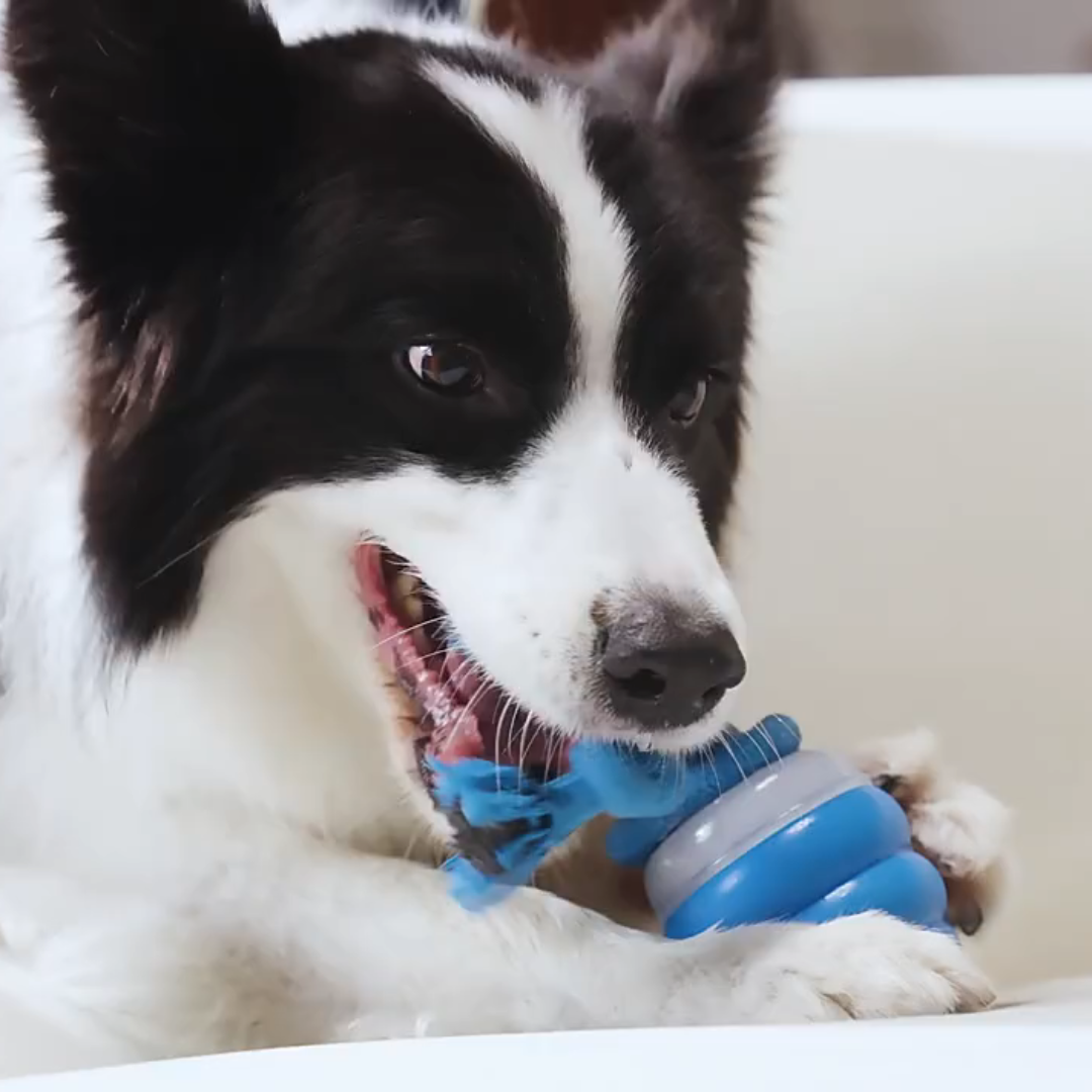 border collie playing with smart tail interactive dog toy