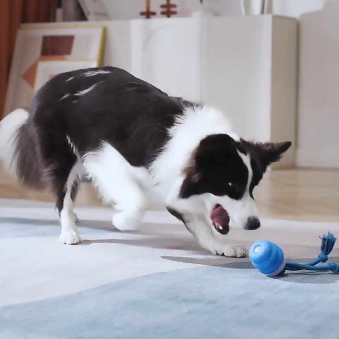 border collie playing with smart tail interactive dog toy