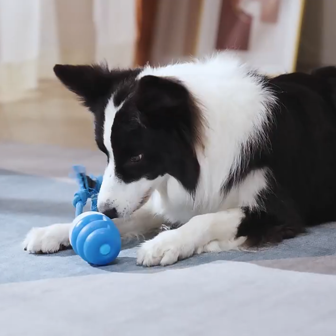 border collie playing with smart tail interactive dog toy