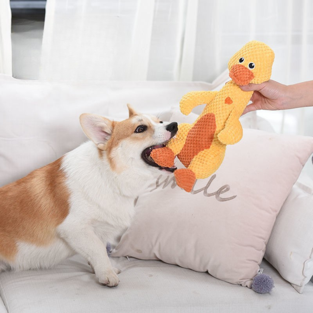 welsh corgi playing with chewy dog toy designed for strong chewers