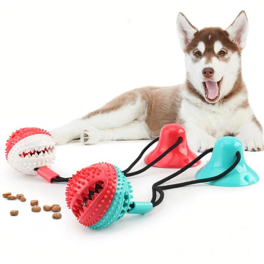 A husky with dog tug toy Chewy ball blue-and-red