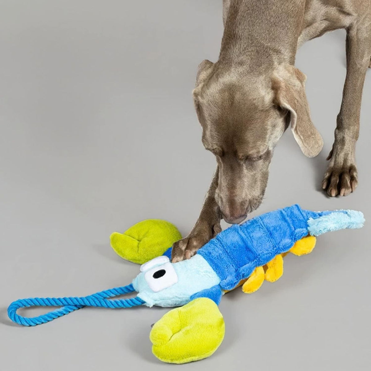 Pull-Pull Lobster - Plush Tug Dog Toy with Rope Handle & Treat Pocket