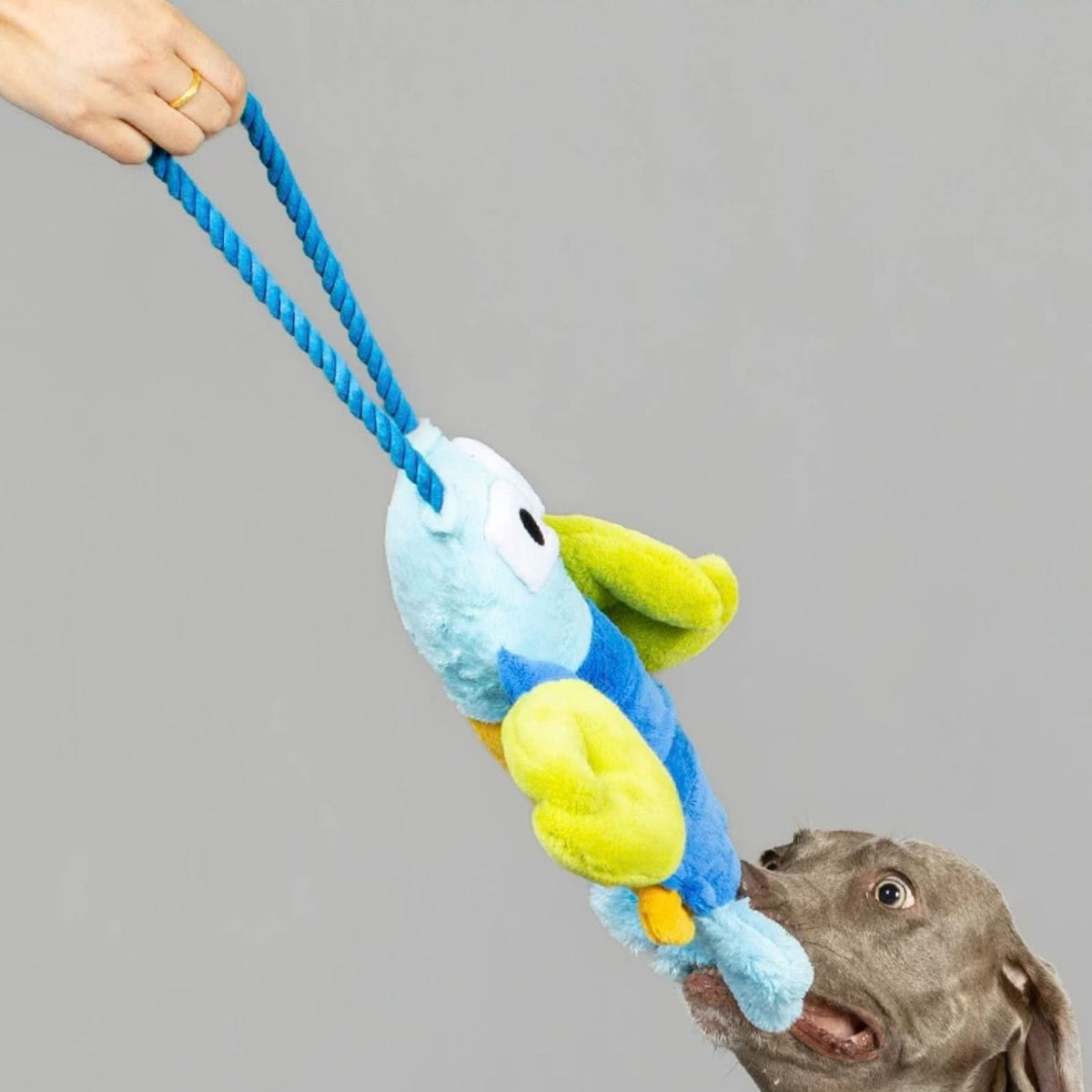 Pull-Pull Lobster - Plush Tug Dog Toy with Rope Handle & Treat Pocket