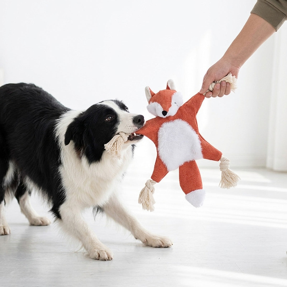 Border Collie playing tug with the red fox no stuffing squeaky dog toy