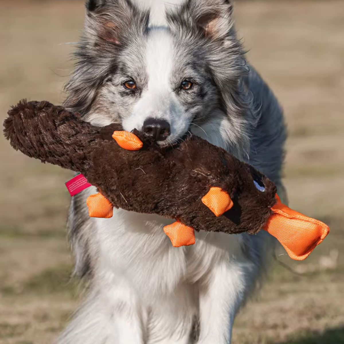 Quacking Platypus - Interactive Plush Squeaky Dog Toy