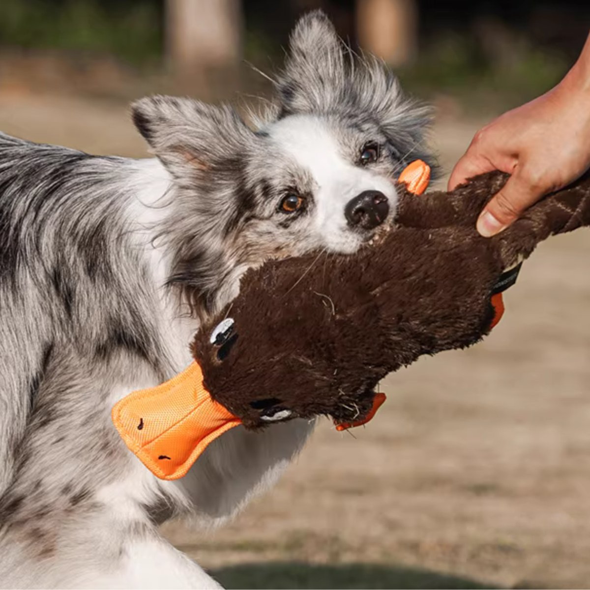 Quacking Platypus - Interactive Plush Squeaky Dog Toy