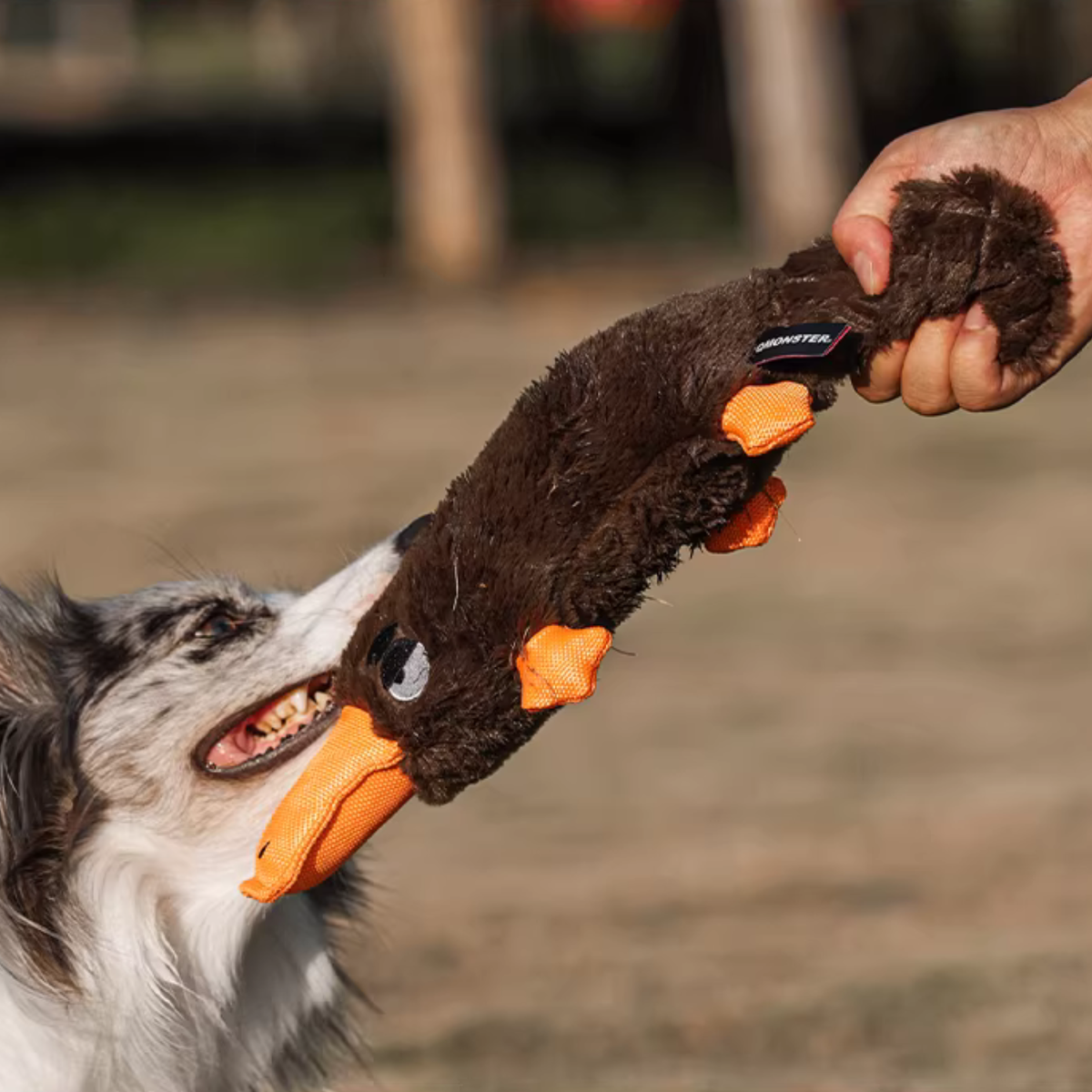 Quacking Platypus - Interactive Plush Squeaky Dog Toy