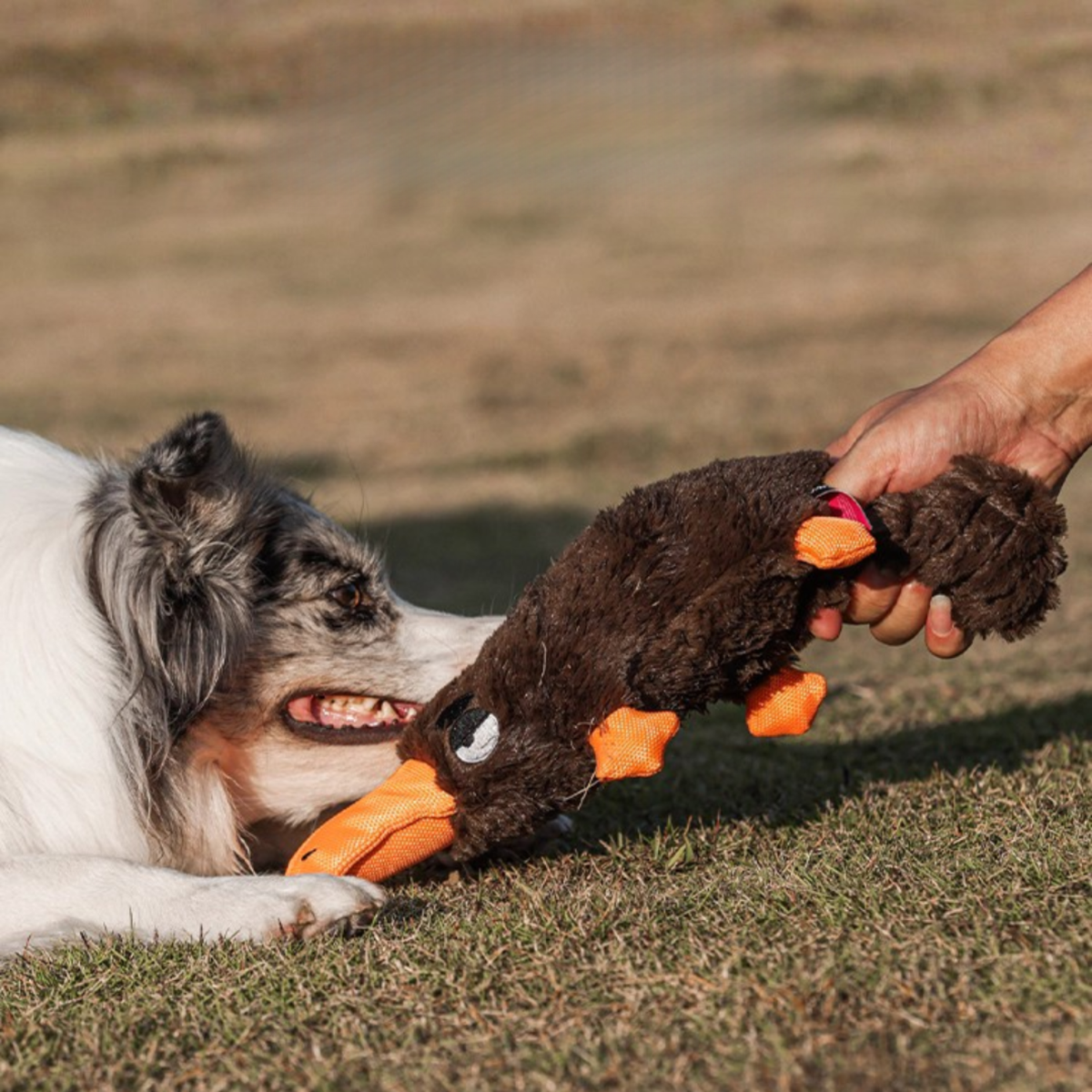 Quacking Platypus - Interactive Plush Squeaky Dog Toy