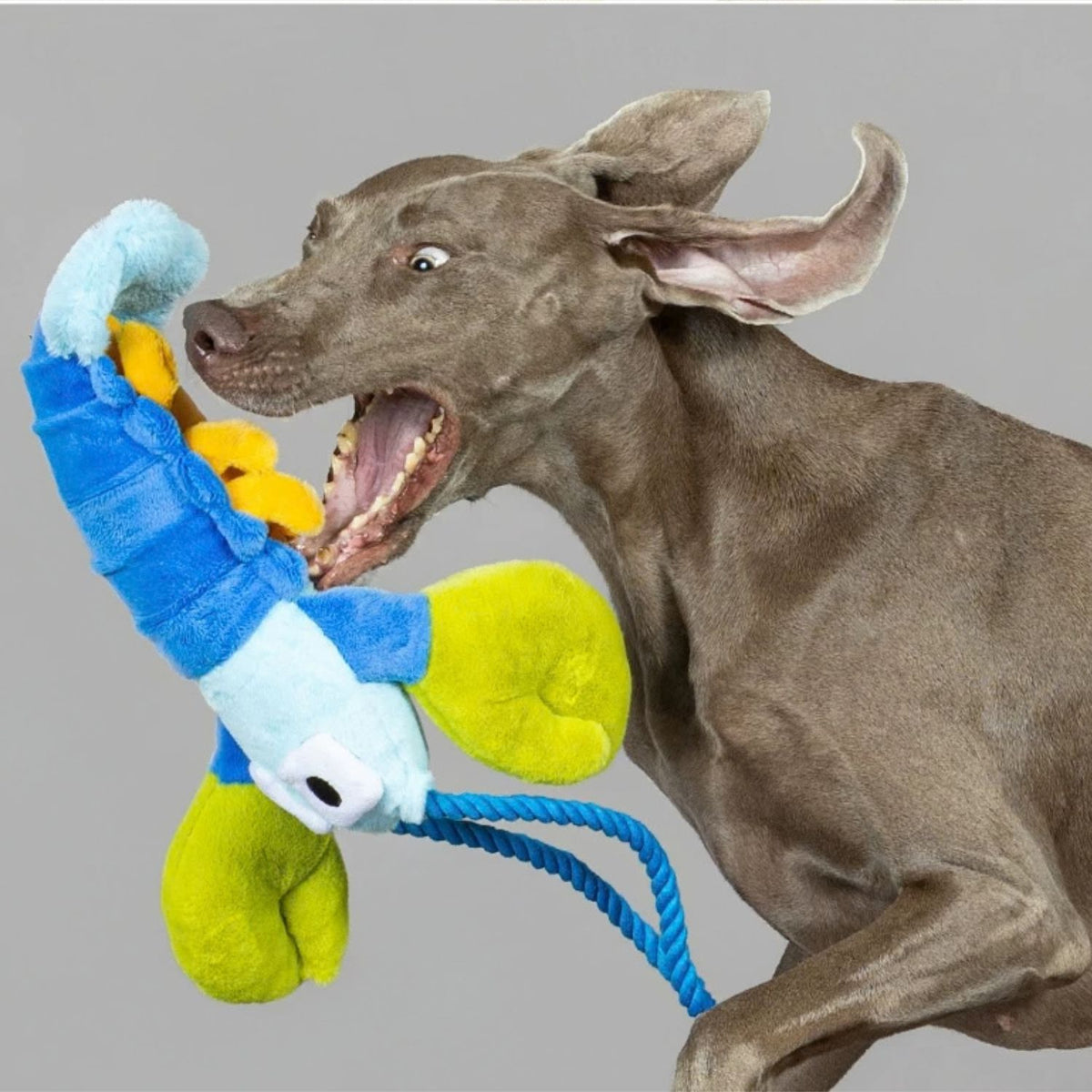 Pull-Pull Lobster - Plush Tug Dog Toy with Rope Handle & Treat Pocket