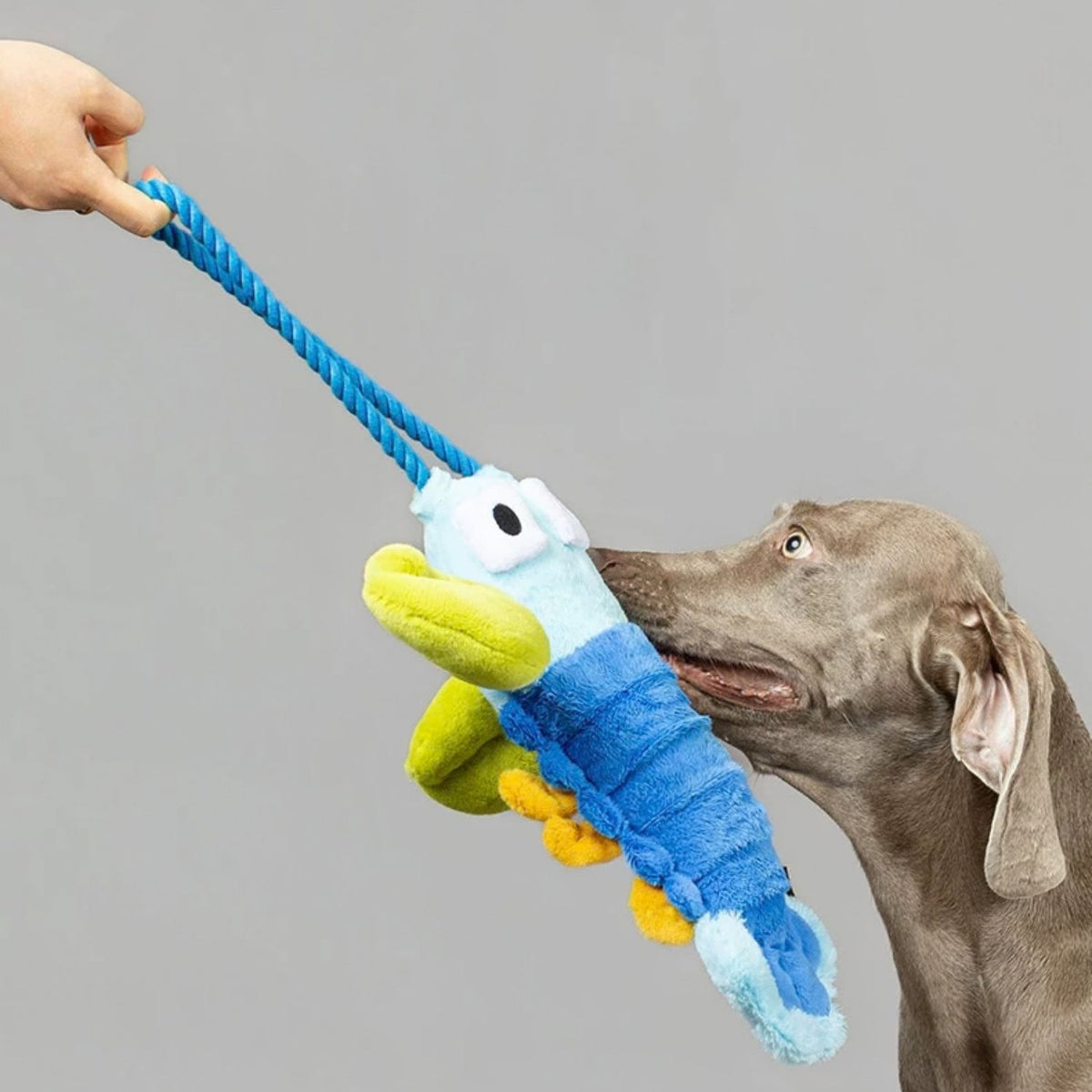 Pull-Pull Lobster - Plush Tug Dog Toy with Rope Handle & Treat Pocket