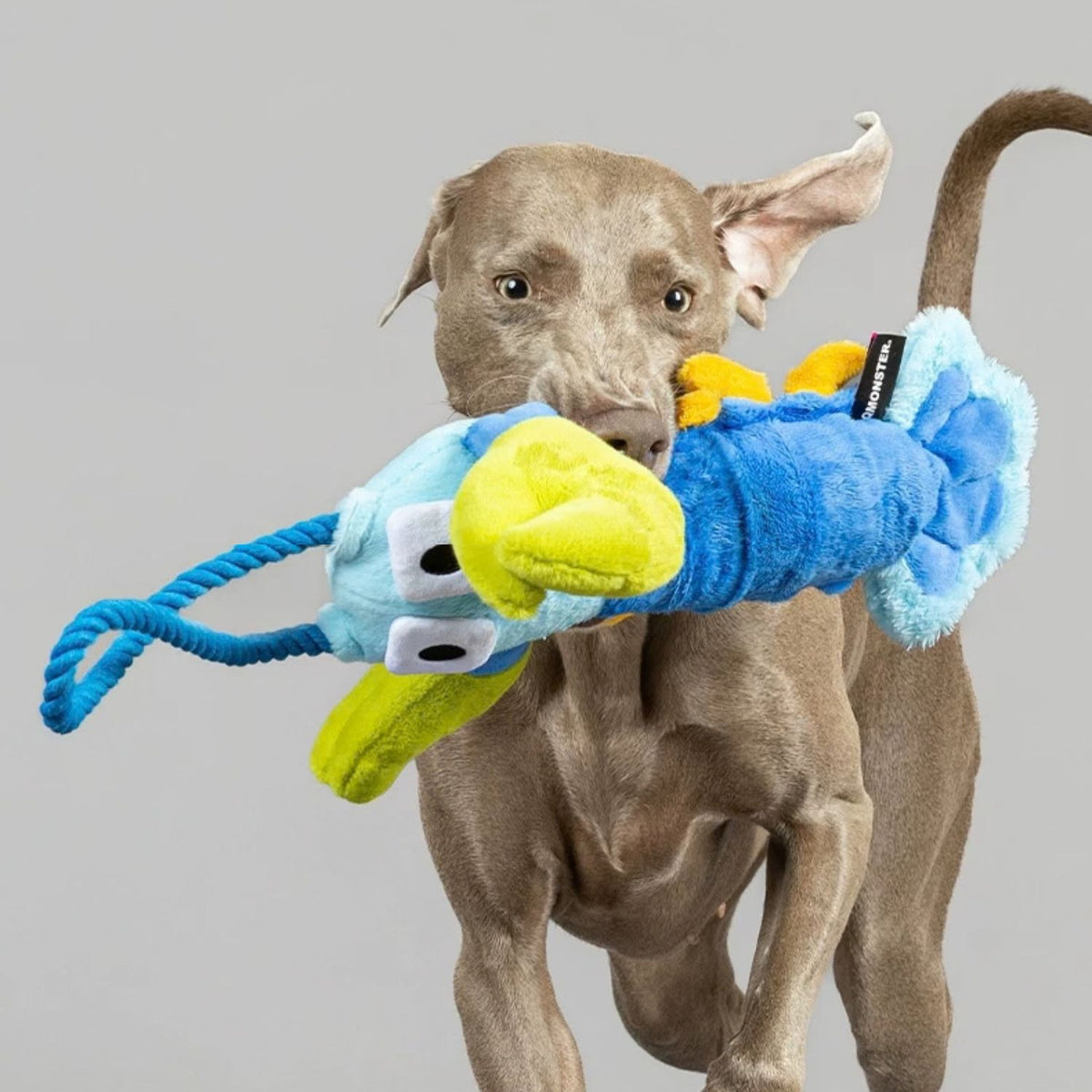 Pull-Pull Lobster - Plush Tug Dog Toy with Rope Handle & Treat Pocket