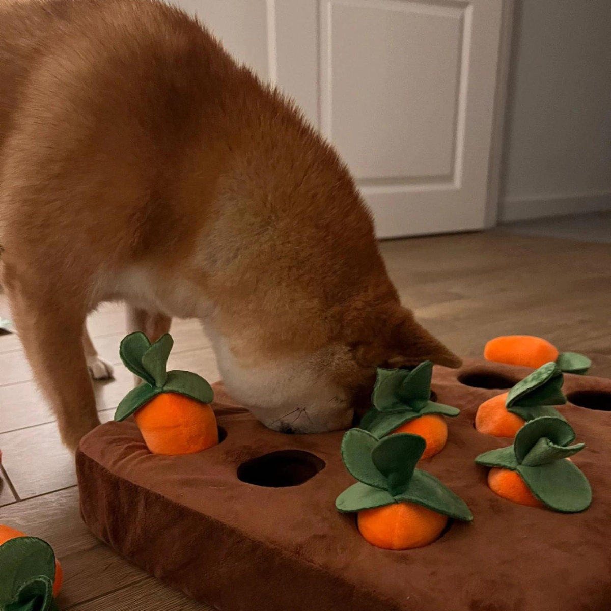 Get this Carrot Farm Toy to keep your dog entertained!!🐶🐾