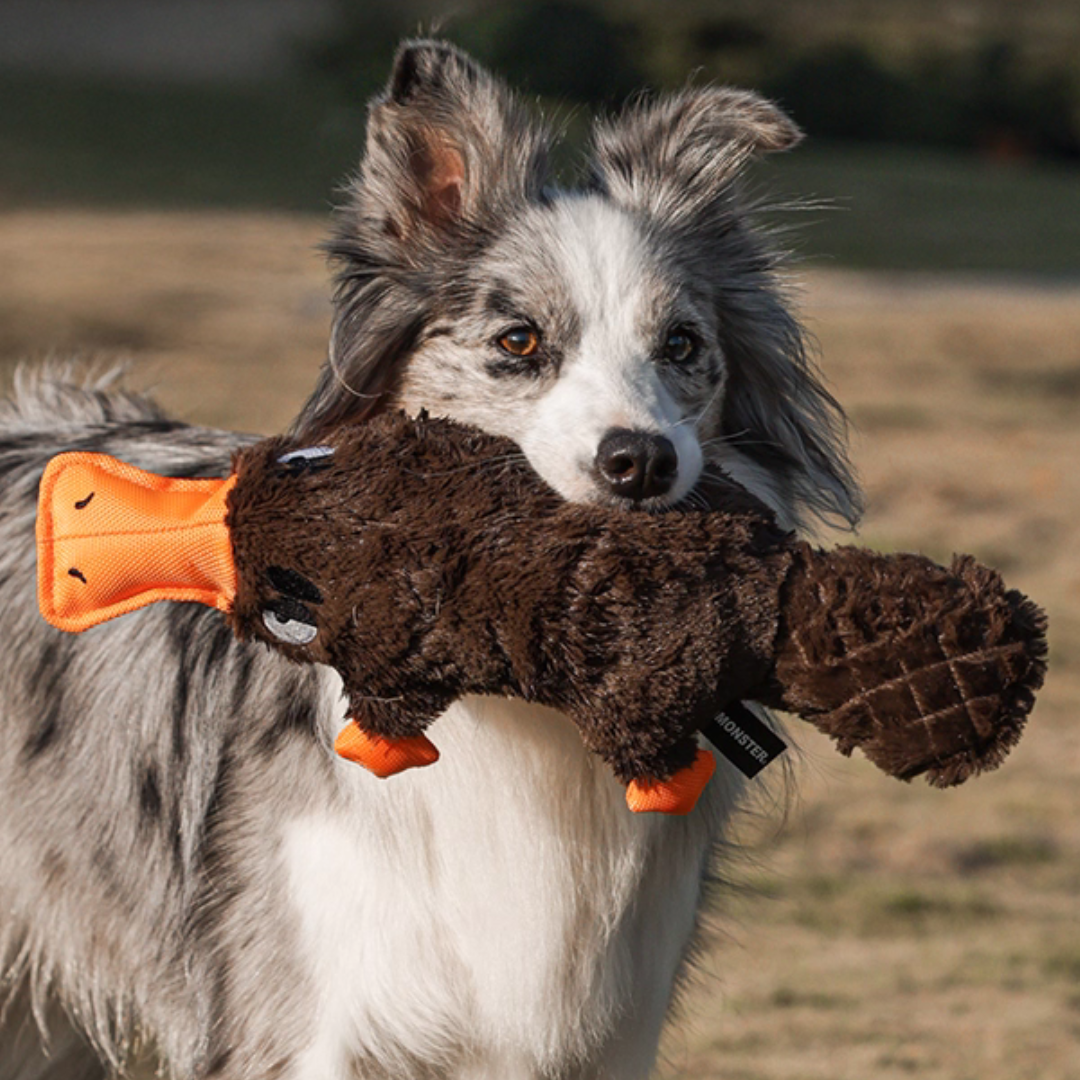 Quacking Platypus - Interactive Plush Squeaky Dog Toy