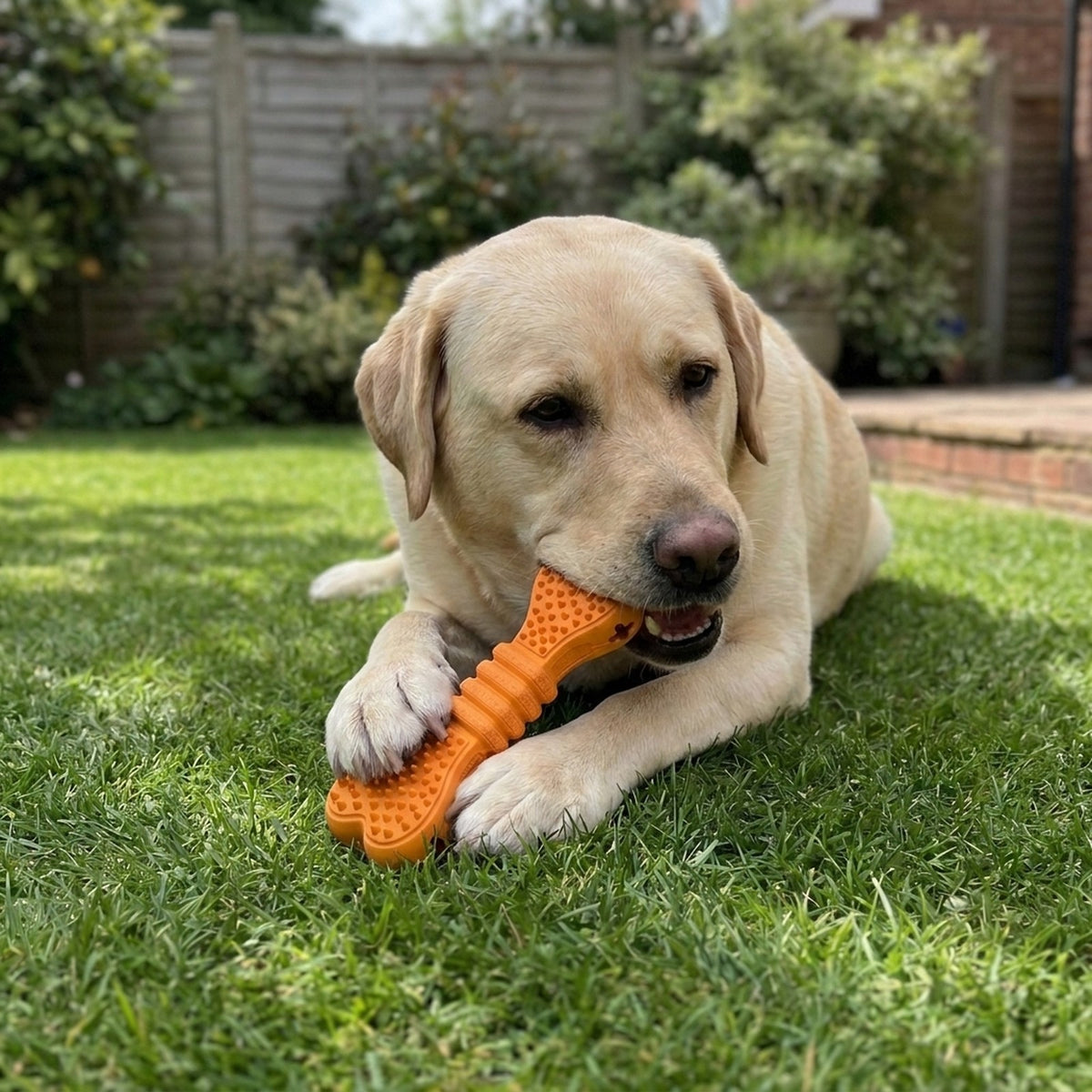 Yellow Labrador chewing the orange treat dispensing chew bone on a garden lawn