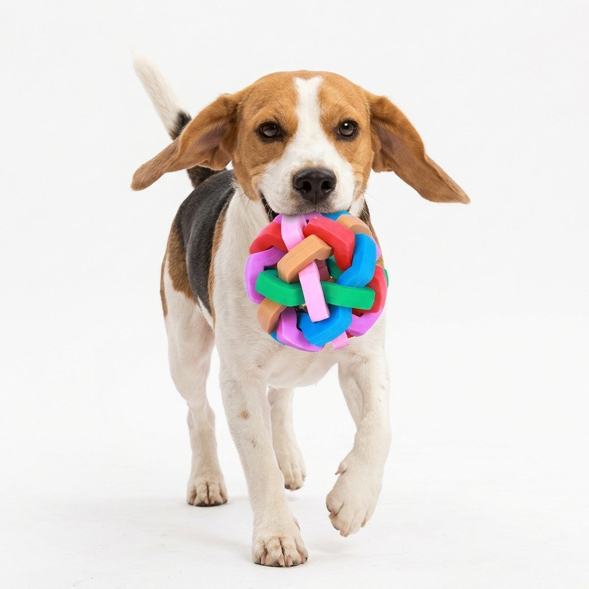 Beagle carrying the woven rainbow bell dog ball in its mouth