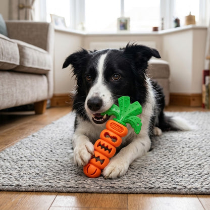 Border Collie chewing the carrot treat dispensing toy on a living room rug