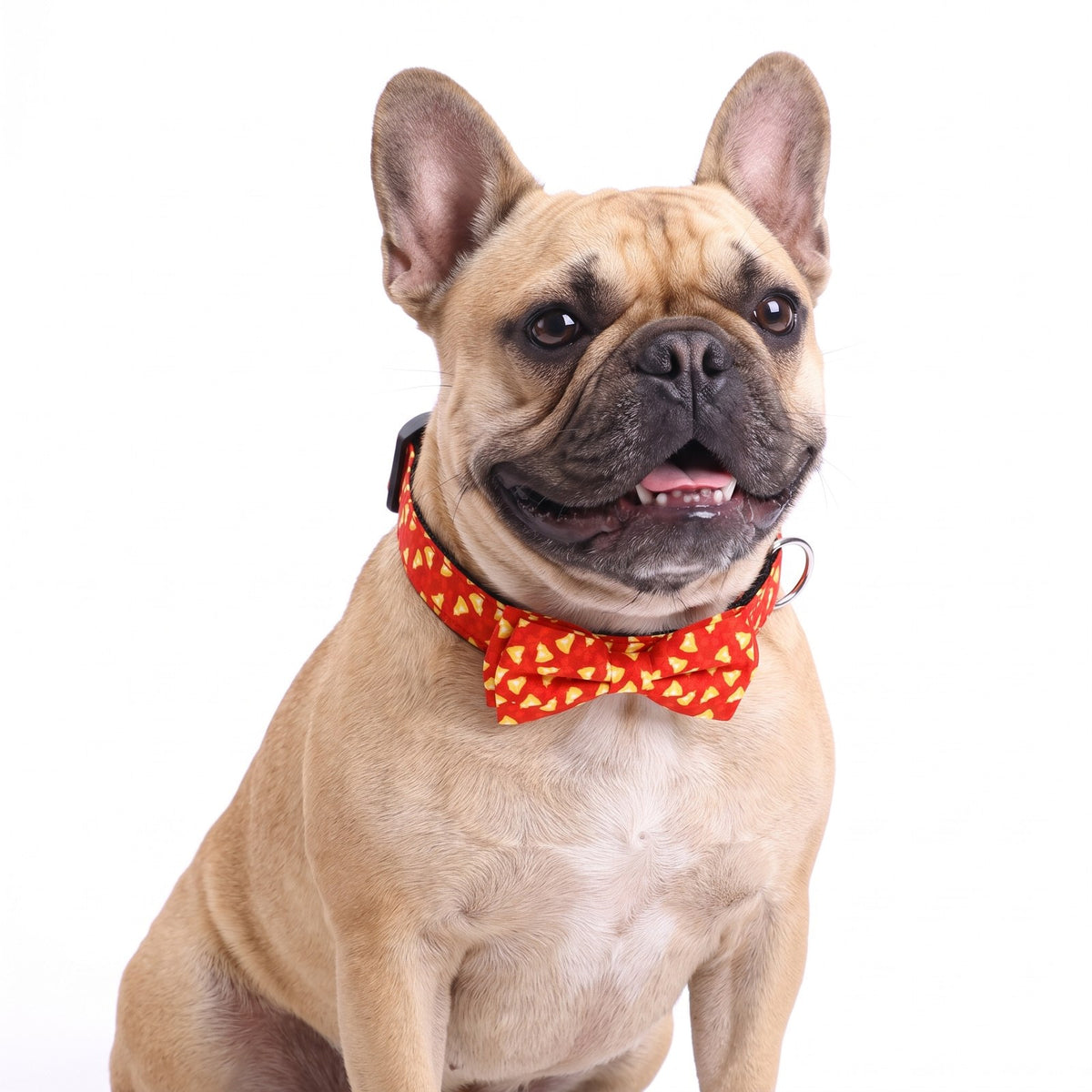 Red Bells Christmas bow tie dog collar on a French Bulldog