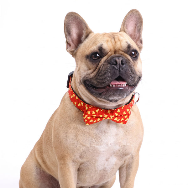 Red Bells Christmas bow tie dog collar on a French Bulldog