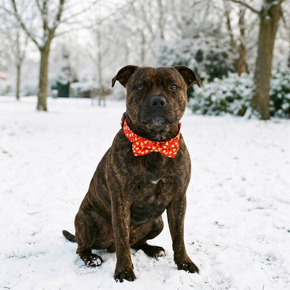 Staffordshire Bull Terrier in the snow wearing the red bow tie dog collar