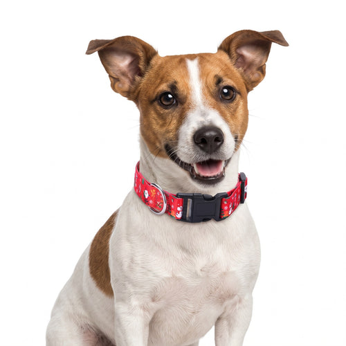 Red Christmas dog collar with Santa and snowman print on a Jack Russell Terrier