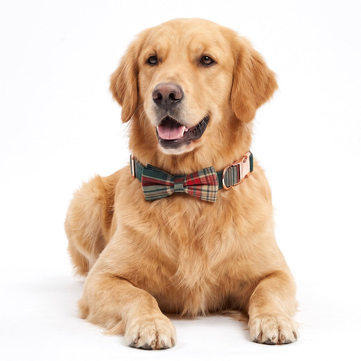 Christmas dog collar in Green Tartan with a bow tie on a Golden Retriever