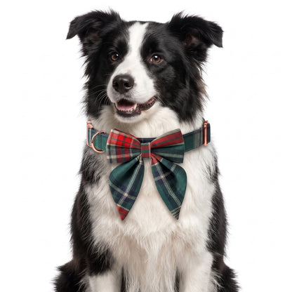 Christmas dog collar in Green Tartan with a swallowtail bow on a Border Collie