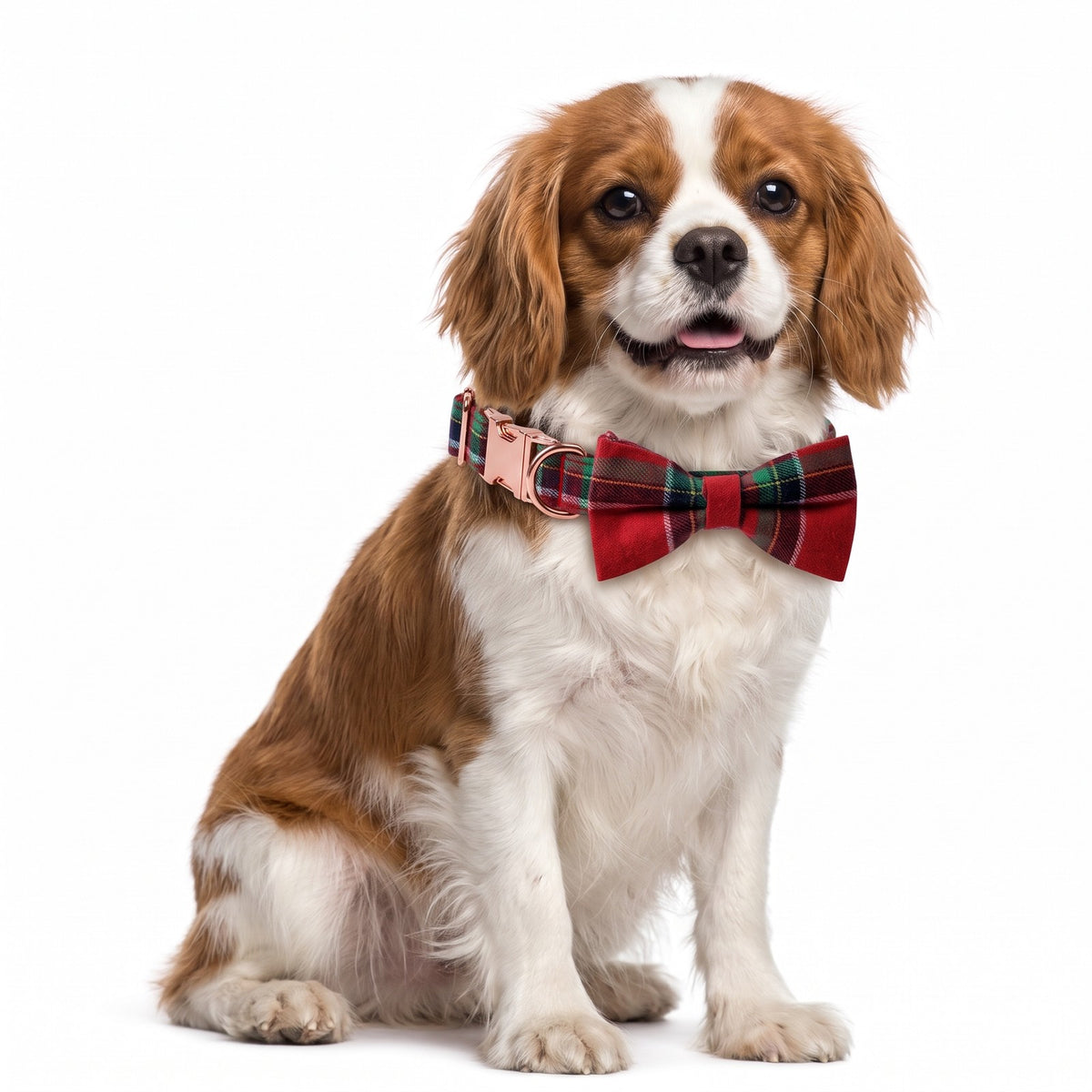 Christmas dog collar in Red Tartan with a bow tie on a Cavalier King Charles Spaniel