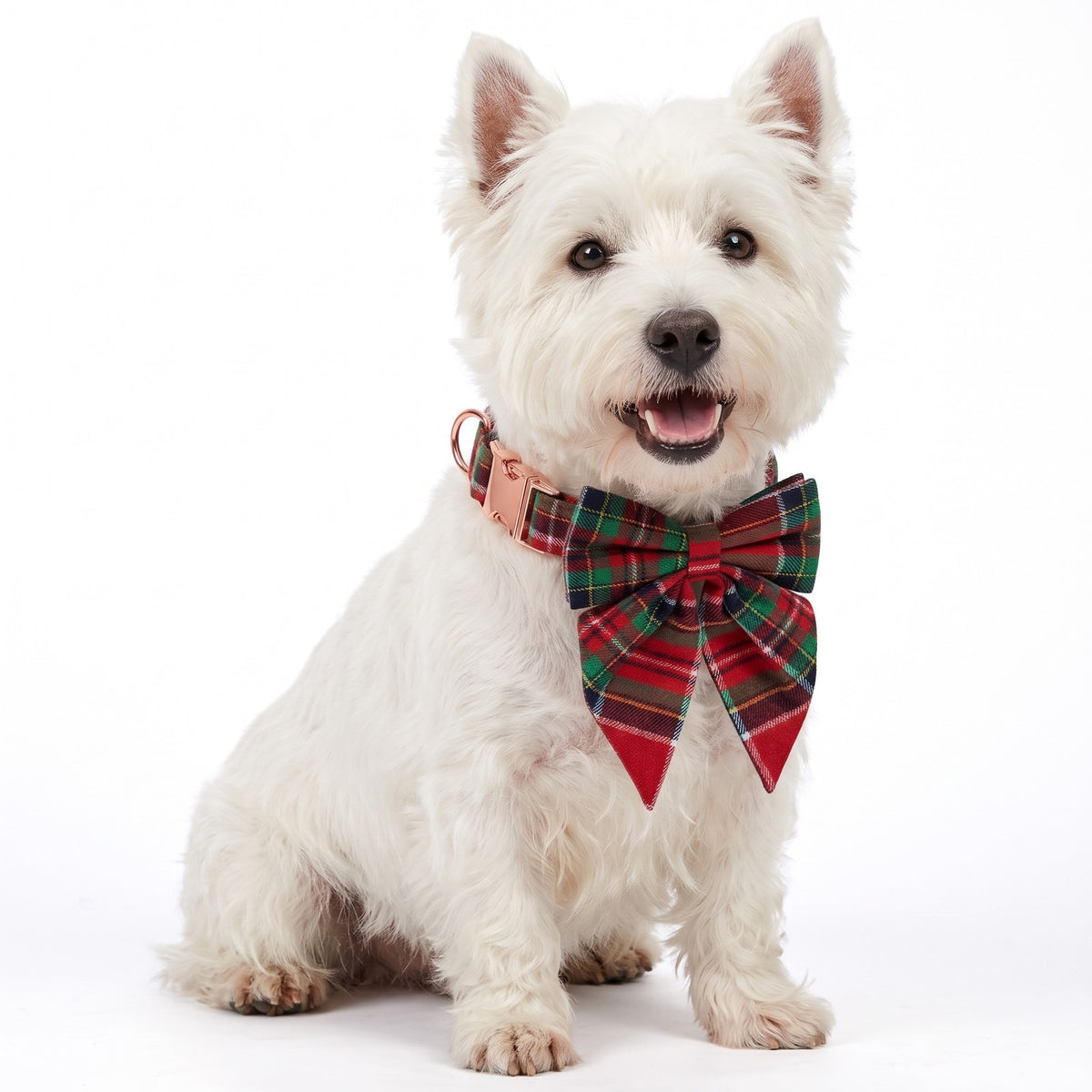 Christmas dog collar in Red Tartan with a swallowtail bow on a West Highland Terrier