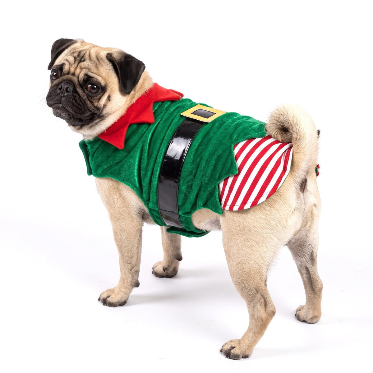 Elf Christmas dog costume on a Pug