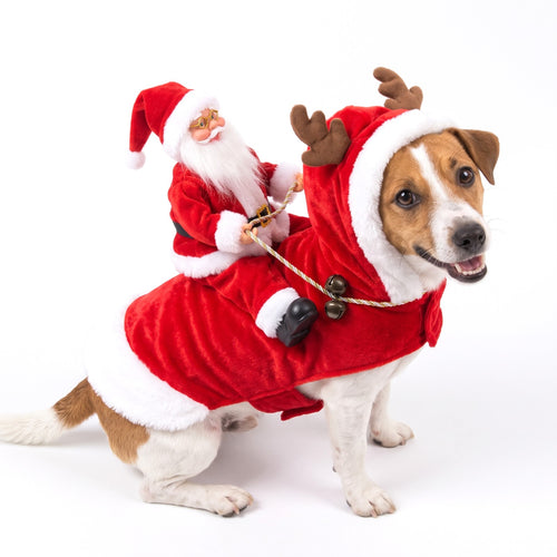 Santa Rider Christmas dog costume on a Jack Russell Terrier