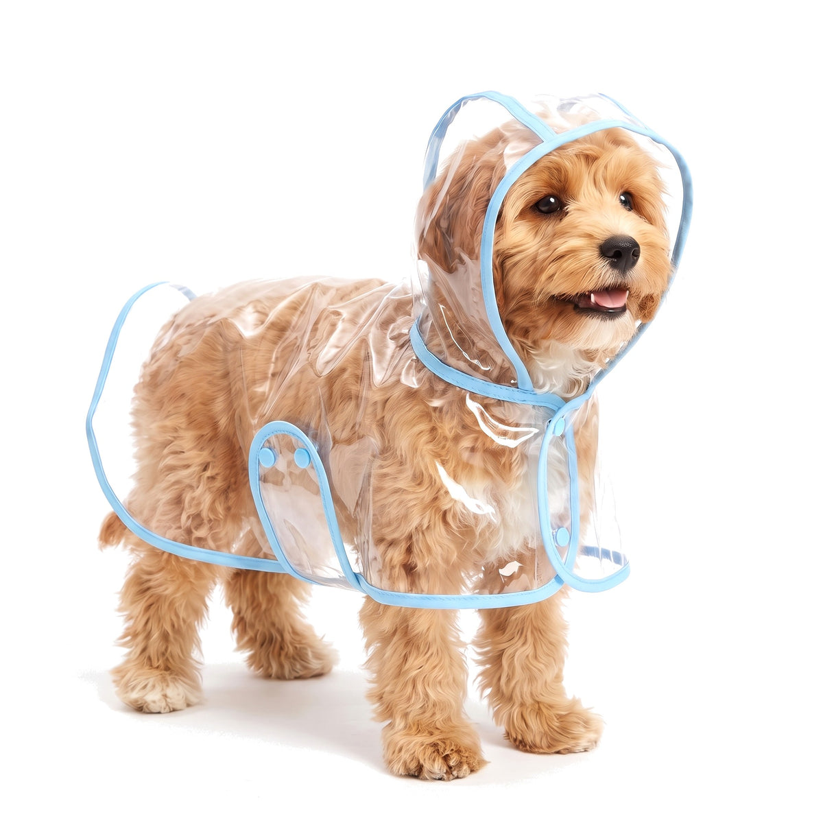 Cavapoo wearing the clear dog raincoat with blue trim and hood up