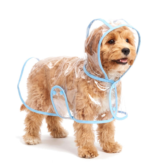 Cavapoo wearing the clear dog raincoat with blue trim and hood up