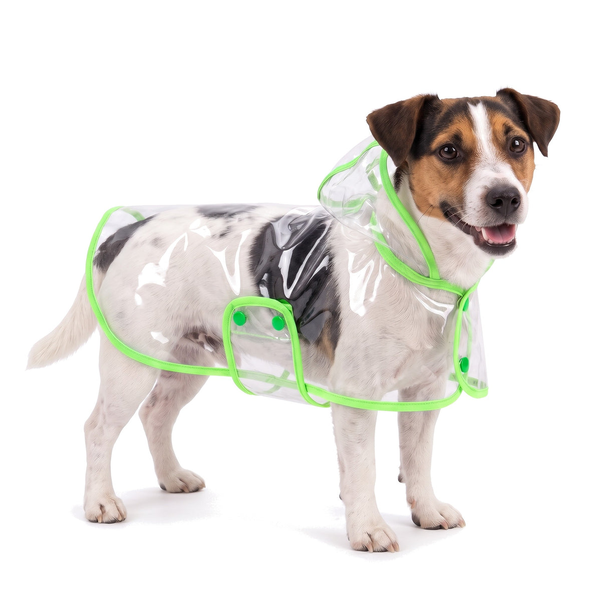 Jack Russell Terrier wearing the clear dog raincoat with green trim, hood down