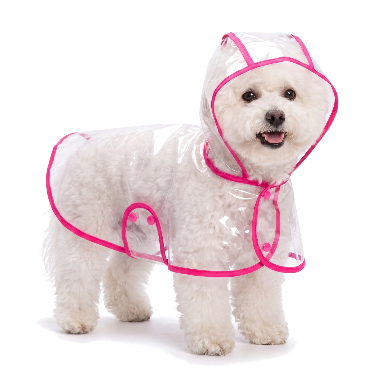 Bichon Frise wearing the clear dog raincoat with pink trim