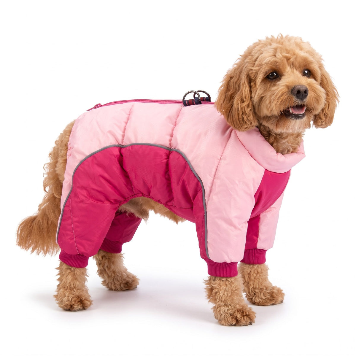 Dog puffer snowsuit in Pink on a Cavapoo