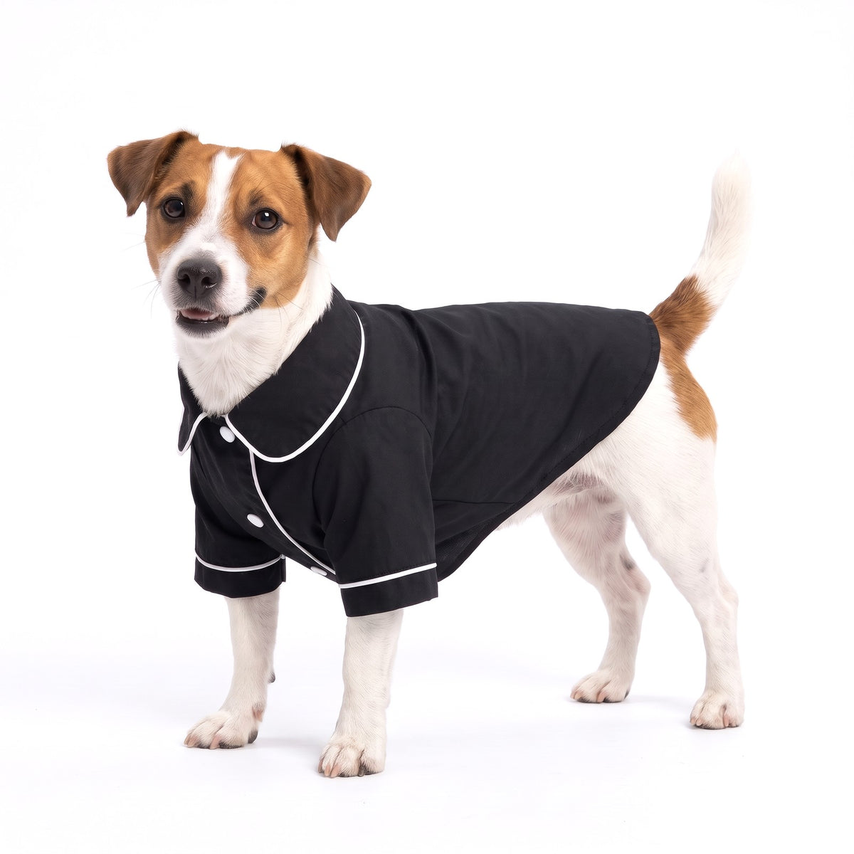 Black dog pyjamas with white piping on a Jack Russell Terrier