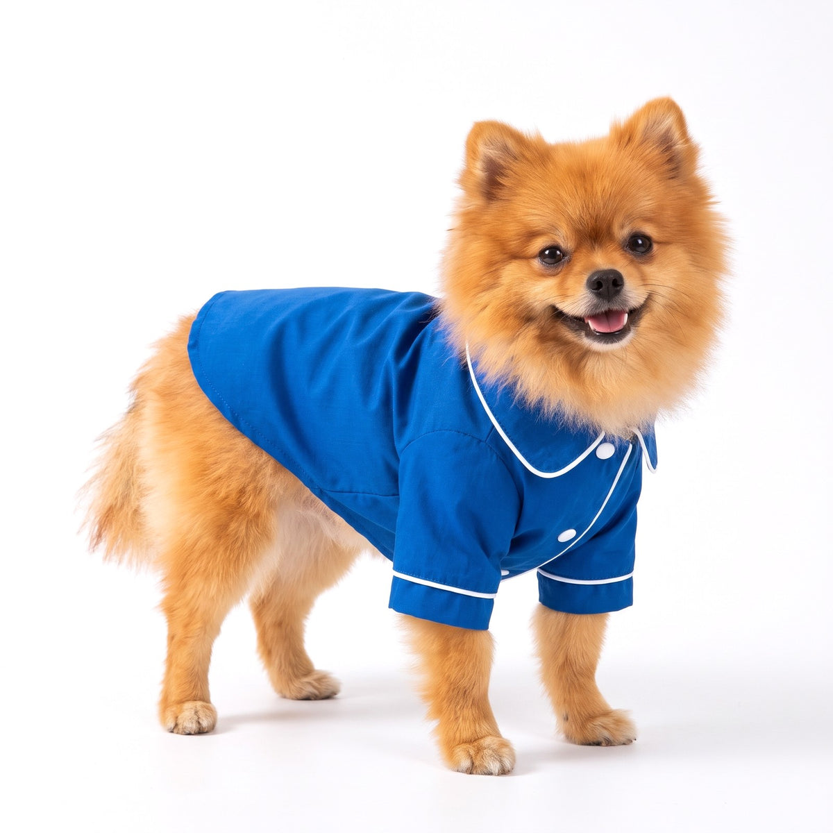Royal blue dog pyjamas with white piping on a Pomeranian
