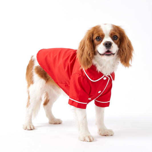 Red dog pyjamas with white piping on a Cavalier King Charles Spaniel