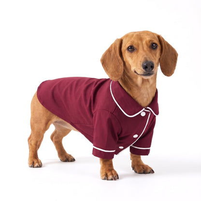 Burgundy dog pyjamas with white piping on a Miniature Dachshund