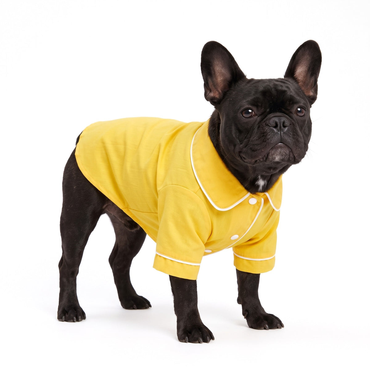 Yellow dog pyjamas with white piping on a French Bulldog