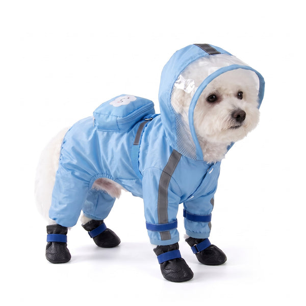 White Bichon Frise wearing the blue dog raincoat on a white background