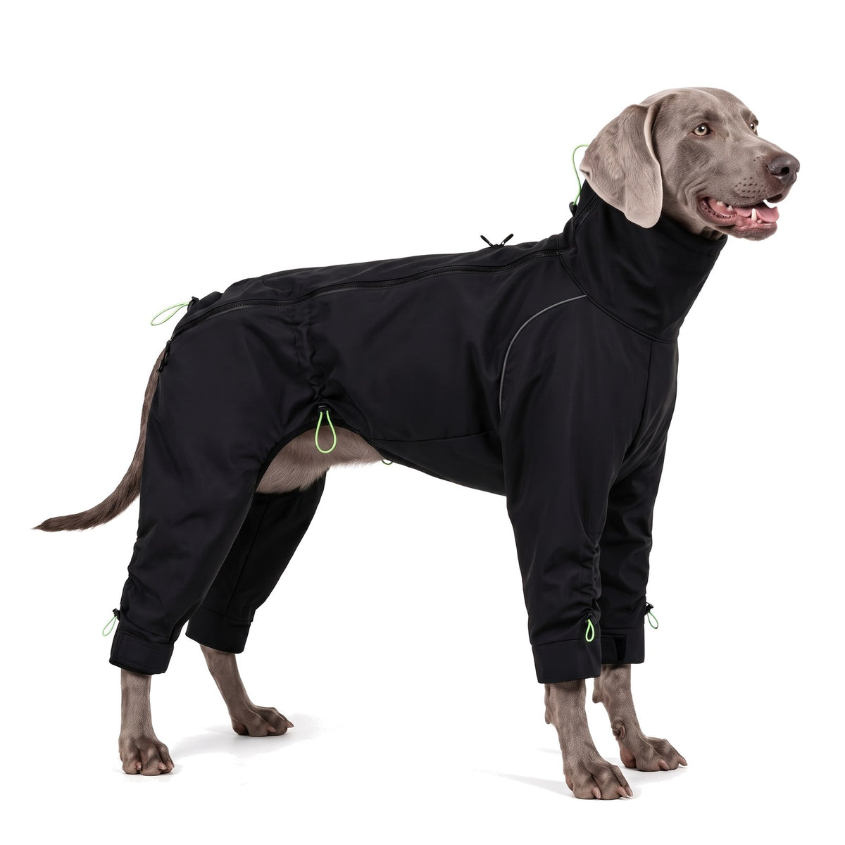 Weimaraner wearing the black dog raincoat with legs