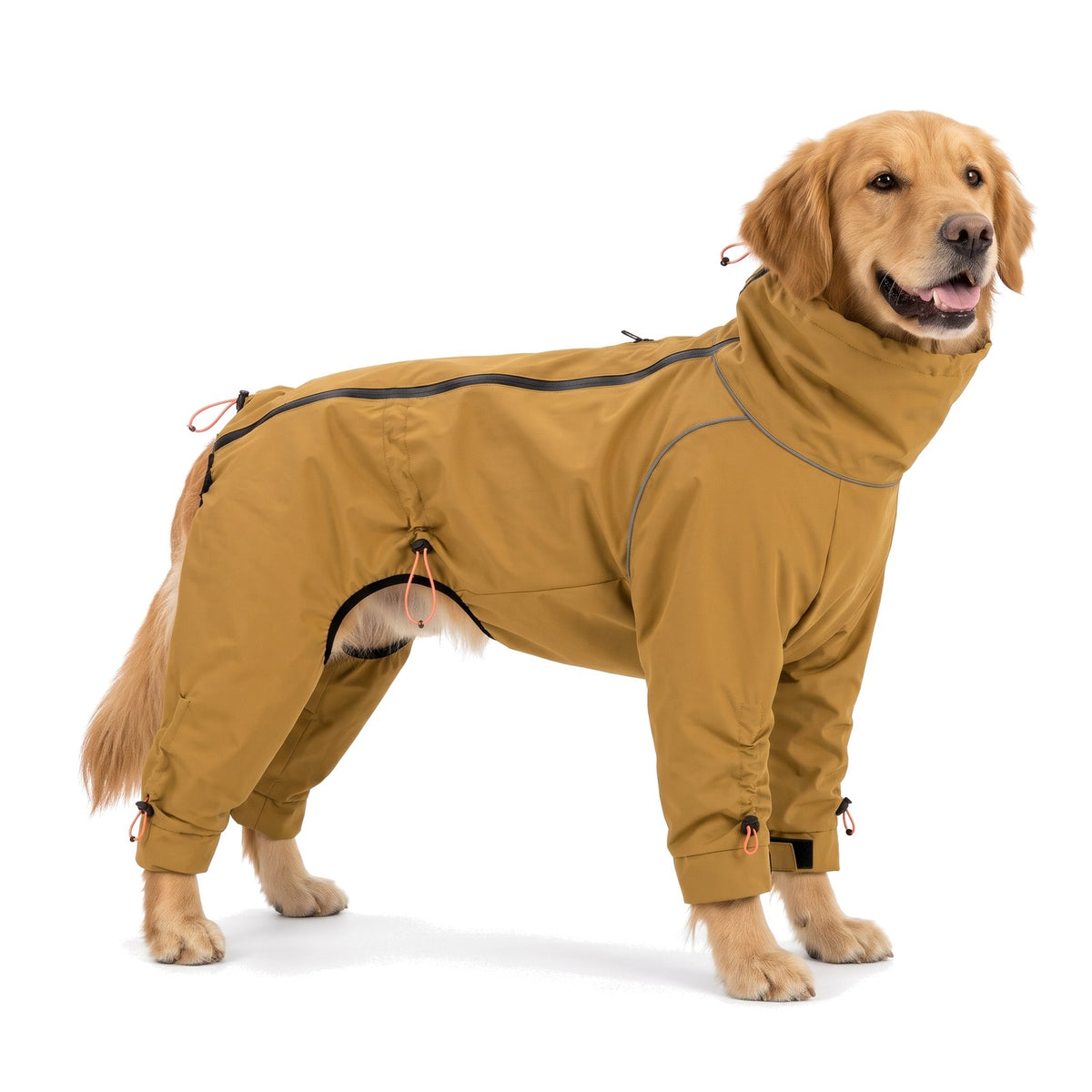 Golden Retriever wearing the camel dog raincoat with legs