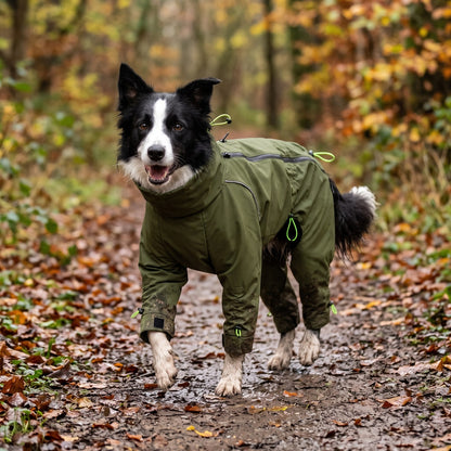 Border Collie in the olive full body dog raincoat on a muddy woodland path