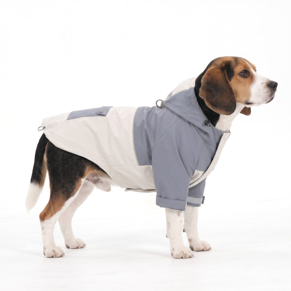 Beagle wearing the blue and beige hooded dog windbreaker jacket