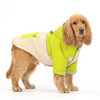 Golden Cocker Spaniel wearing the lime green and beige hooded dog windbreaker jacket